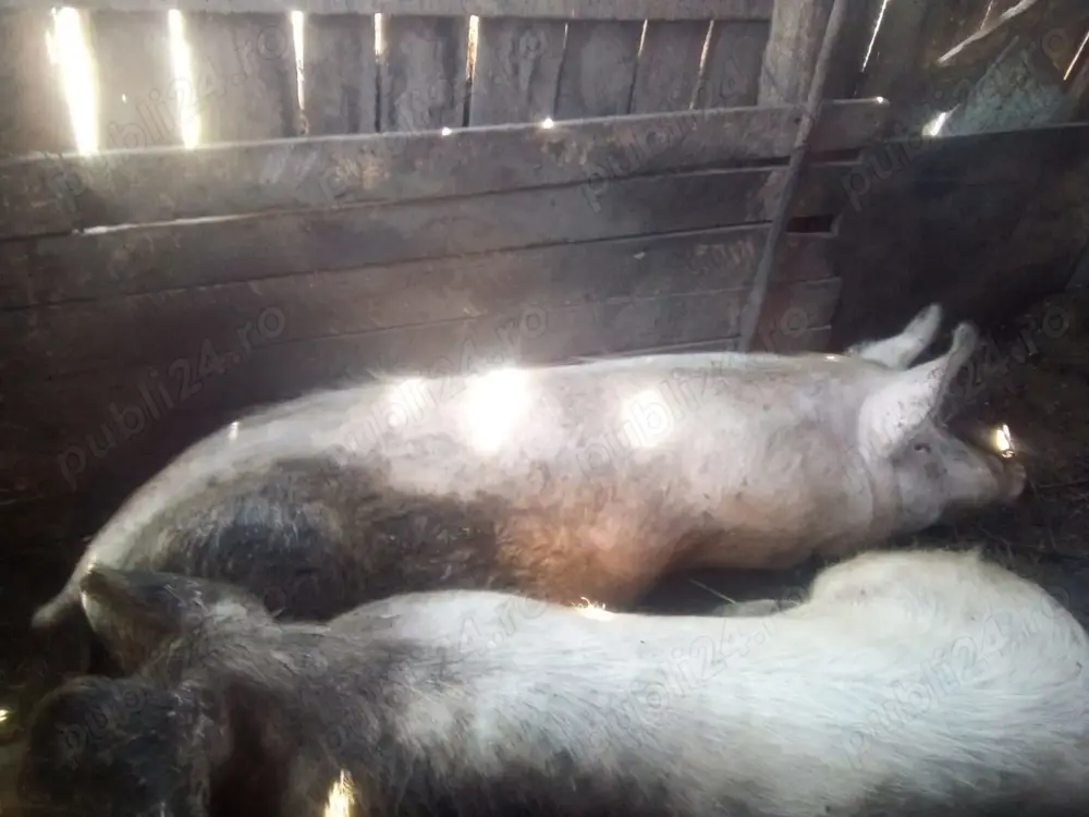 Porc rasa de carne Porc rasa de carne