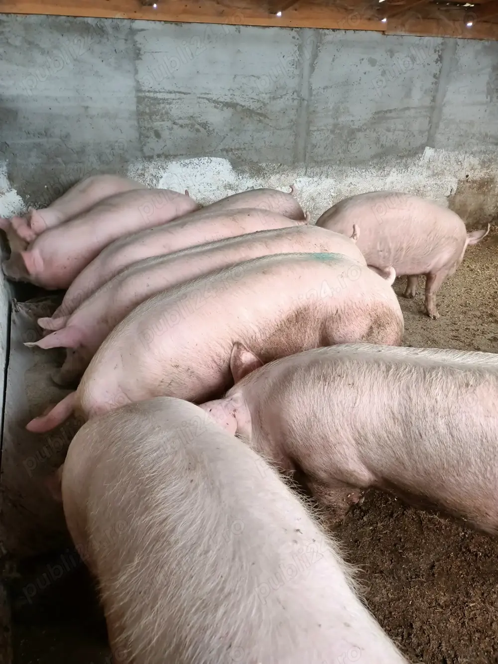 Porci mari de vânzare 