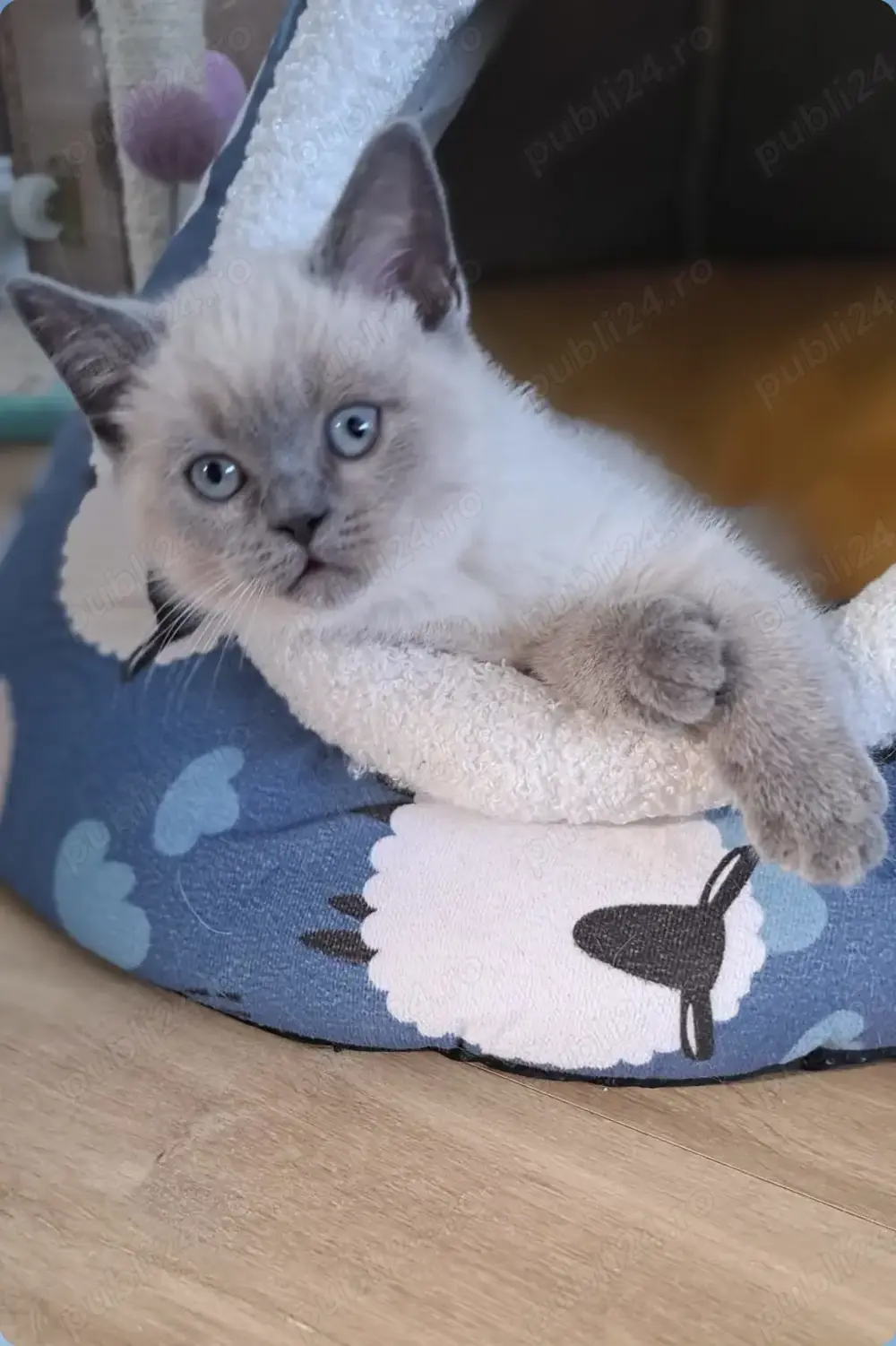 Pui british colourpoint 