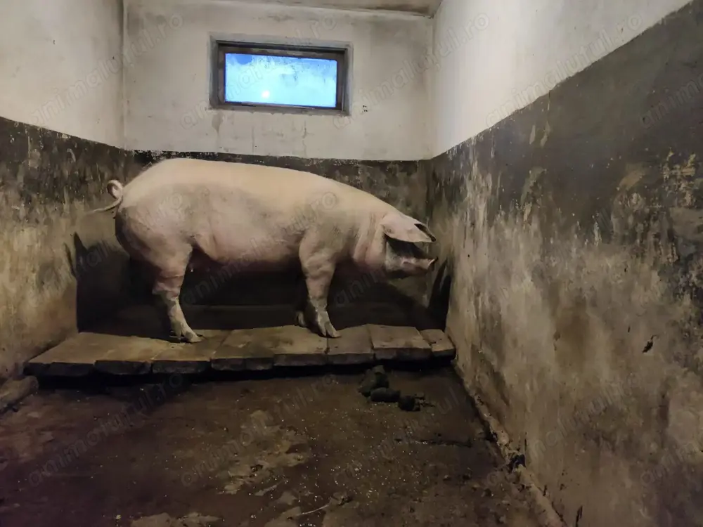 Vând porc (scroafă) 170 - 180 Kg