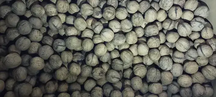 Vând nuci mari de calitate superioară