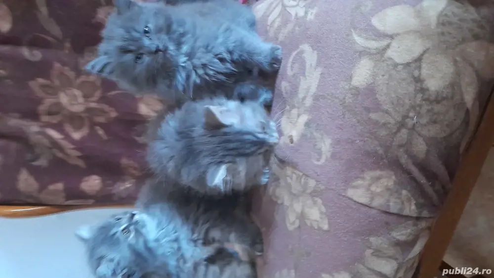 vind pui de pisica , persanisi britis  vind pui de pisica , persanisi britis