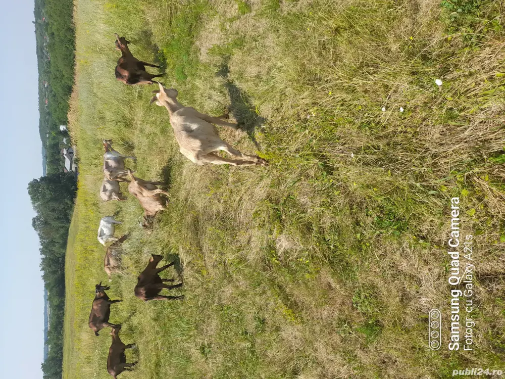 se vinde trei tapi  iezi 