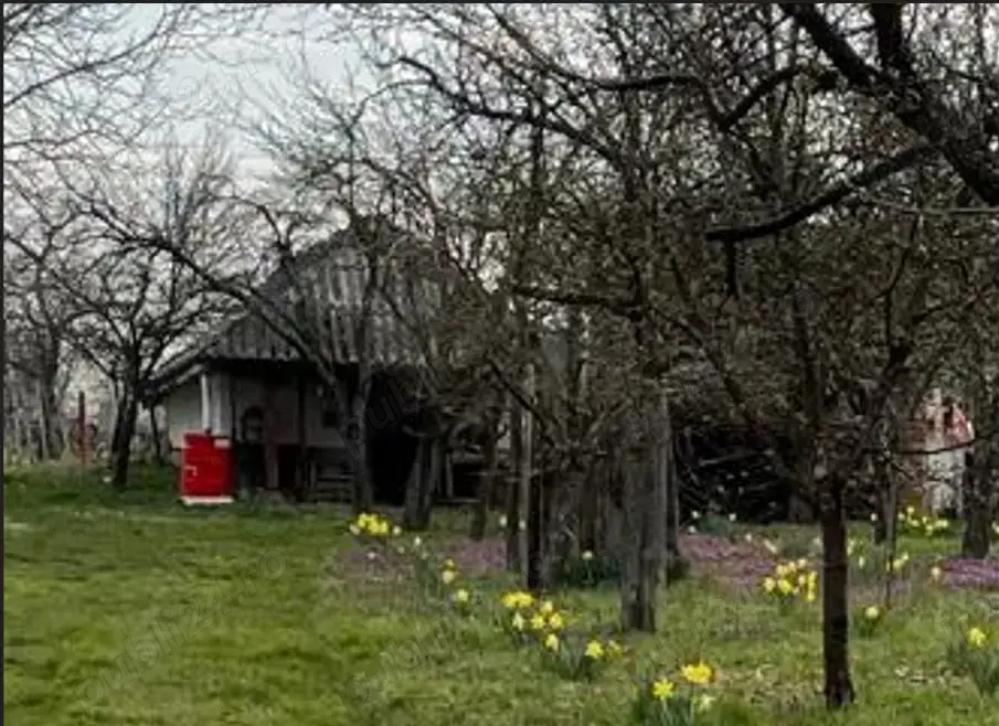 De vanzare Vie cu casuta intravilan Ardud