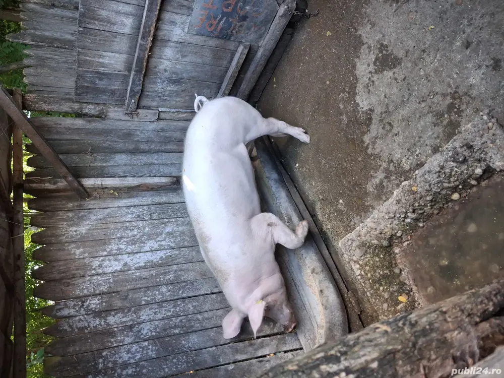 vand porc  vand porc