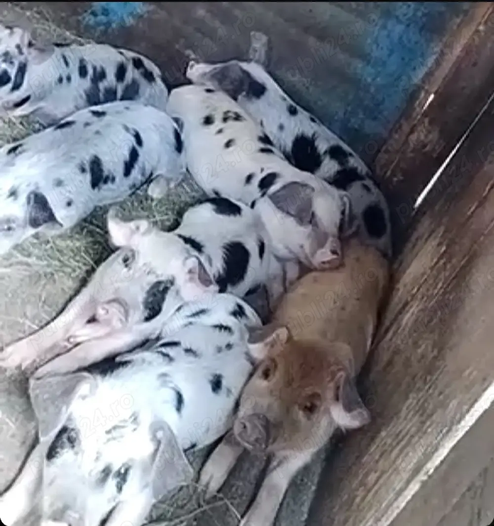 Vand purcei de rasă  sanatosi