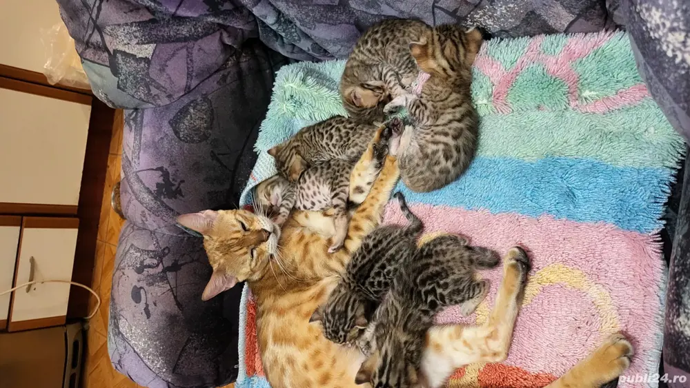 Vând puii pisică Bengaleză  Vând puii pisică Bengaleză