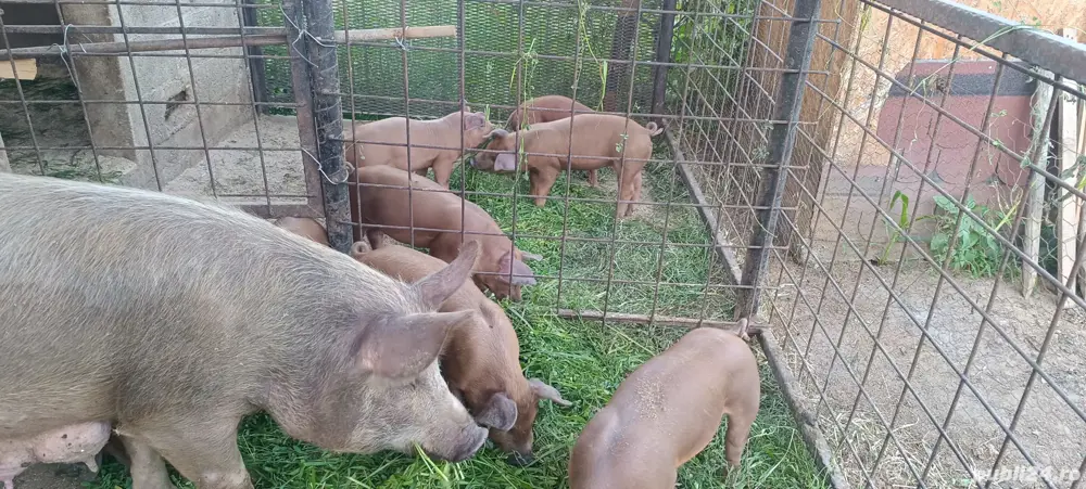 purcei duroc purcei duroc