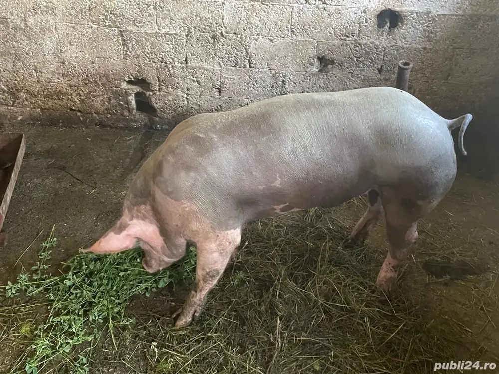 vand sau schimb vier Petrain