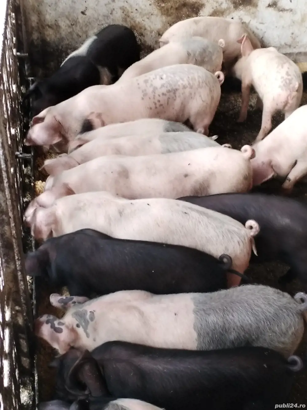 Grăsuni de carne Grăsuni de carne