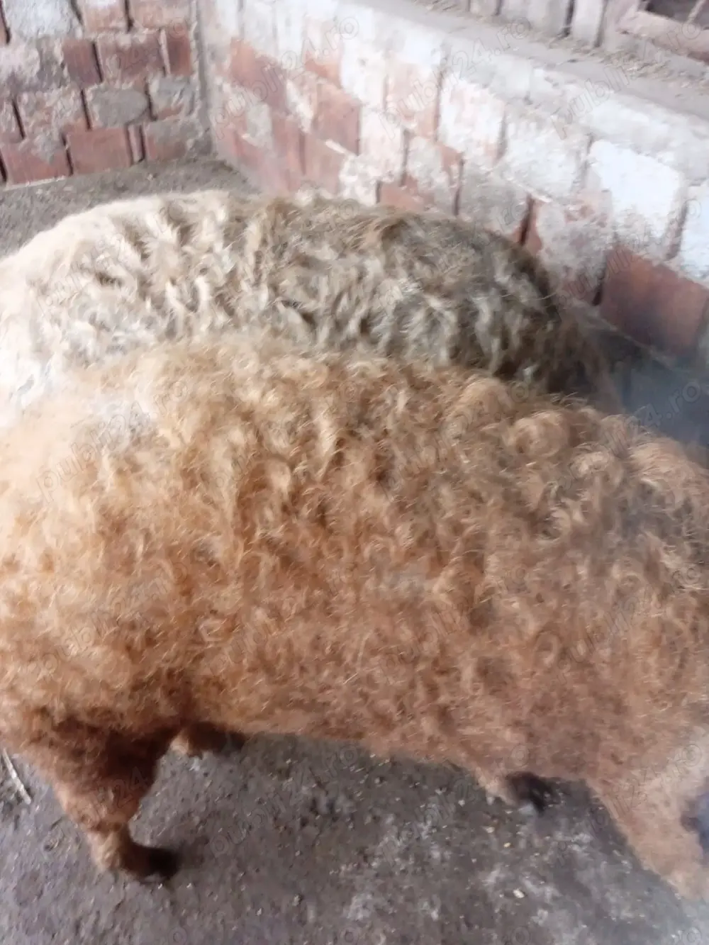 Vier mangalița 180 kg. 