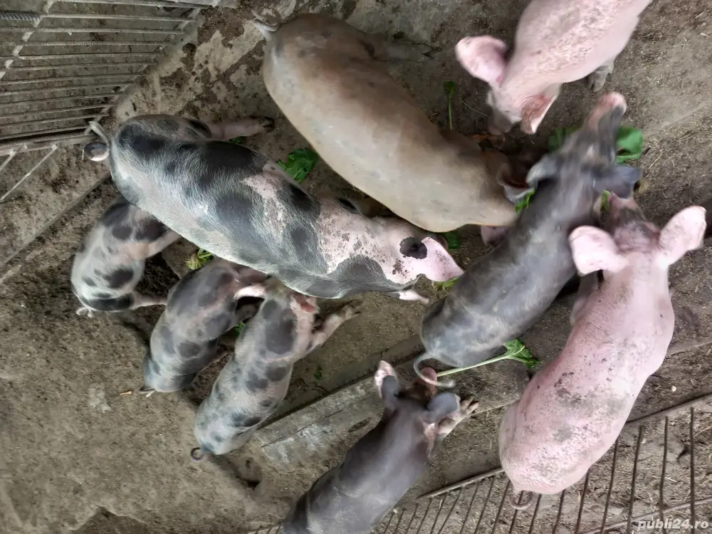 purcei și grăsuni  purcei și grăsuni