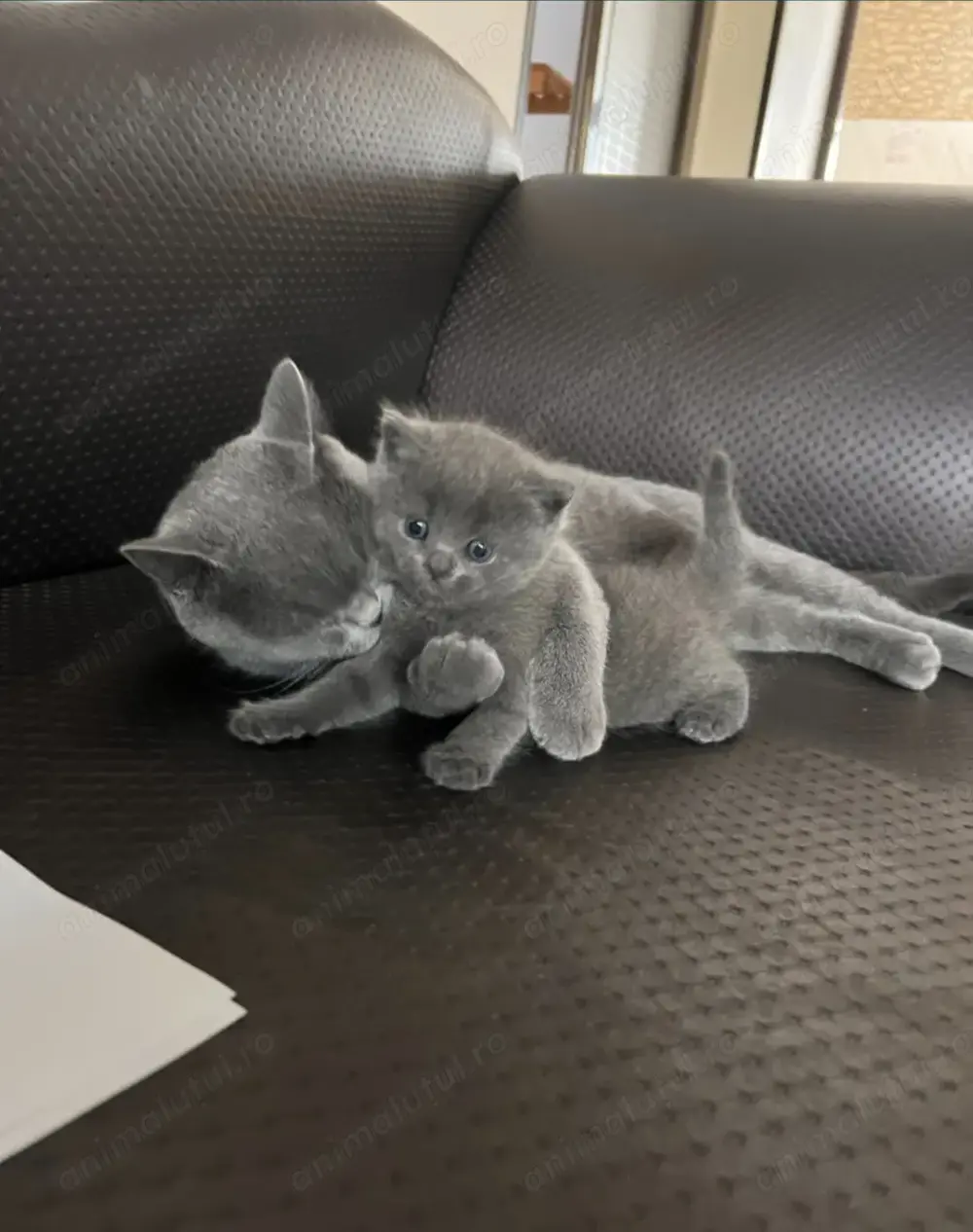 British shorthair blue  British shorthair blue