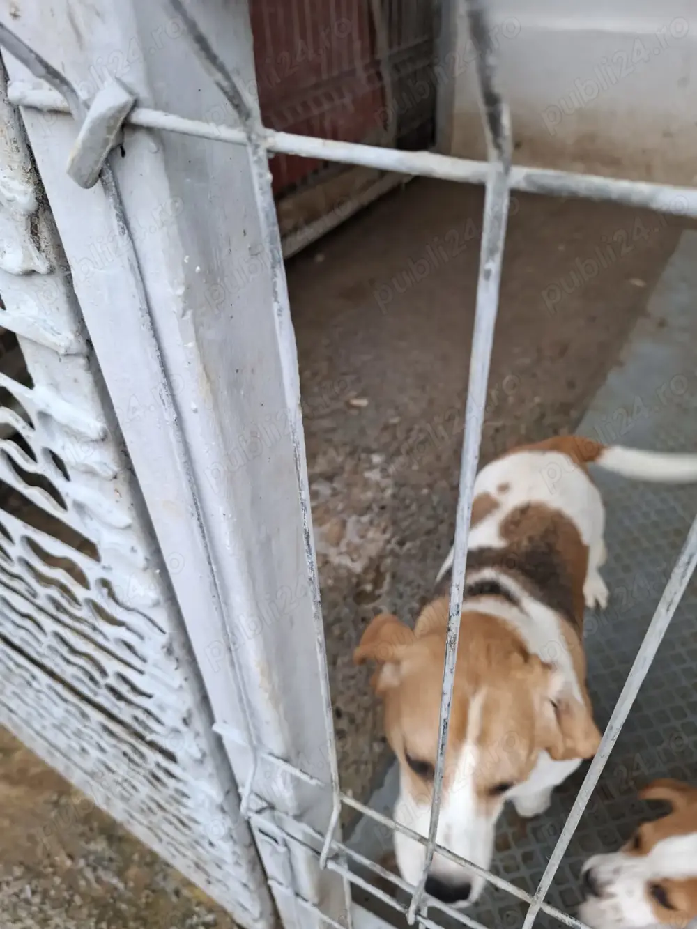 Femelă beagle  Femelă beagle