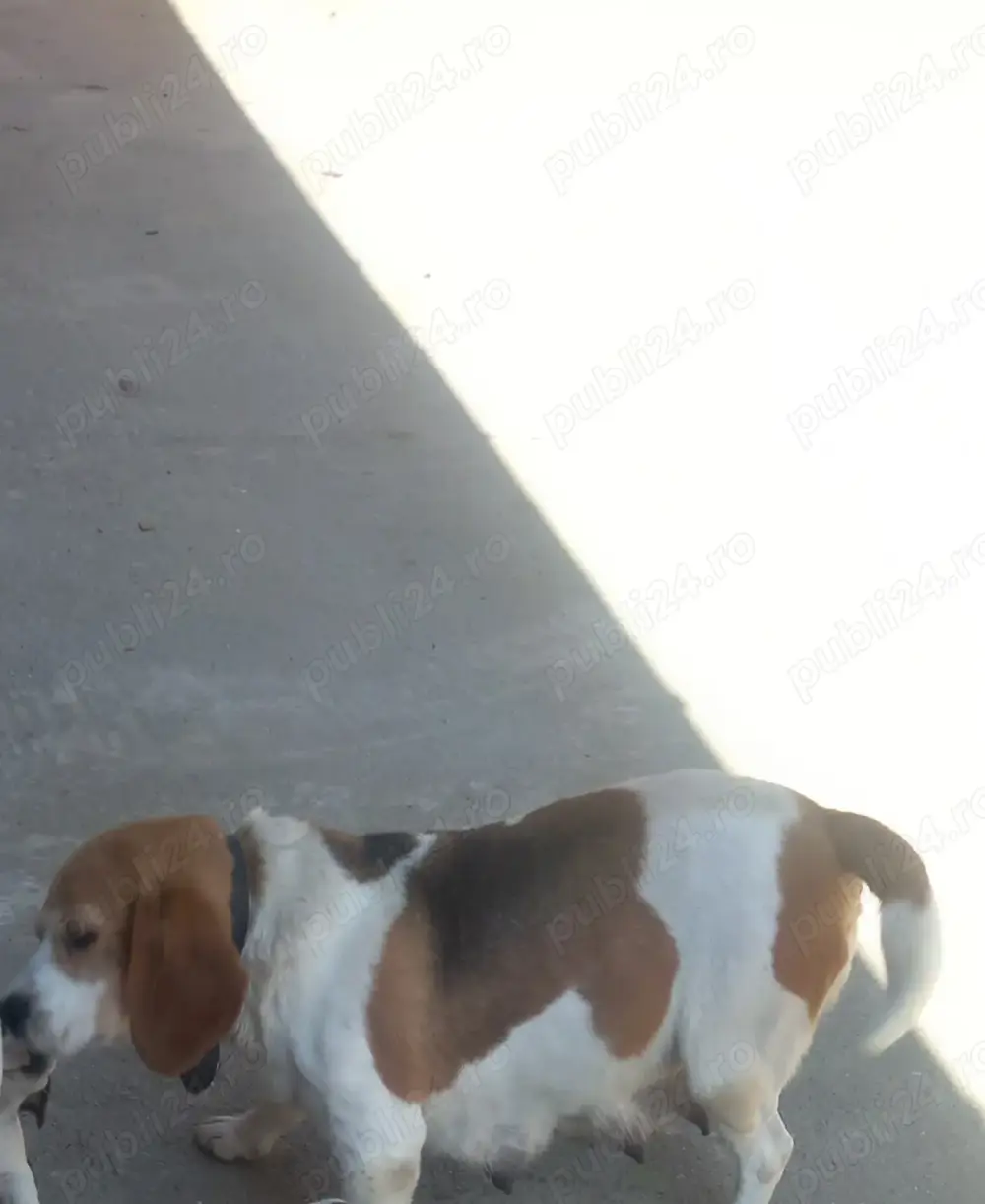 Femelă beagle