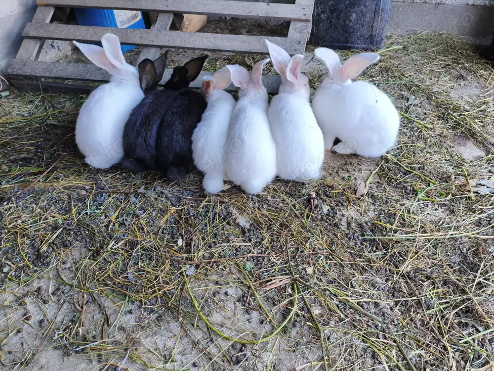 Iepuri Uriași German diferite mărimi! Iepuri Uriași German diferite mărimi!