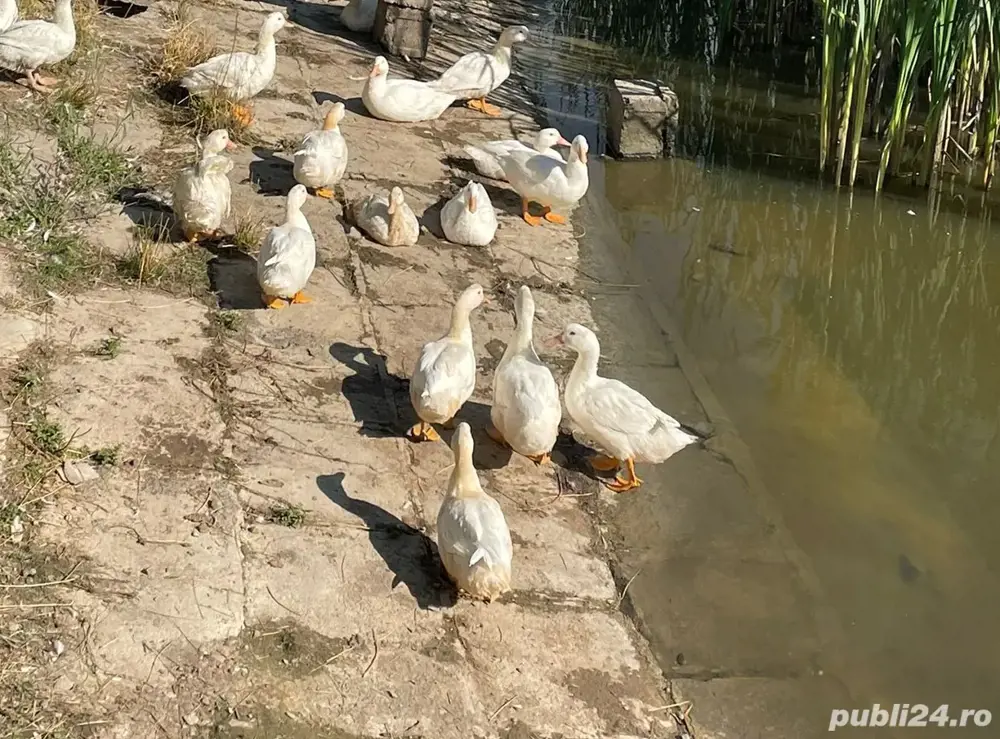 Rațe mulard de carne Rațe mulard de carne