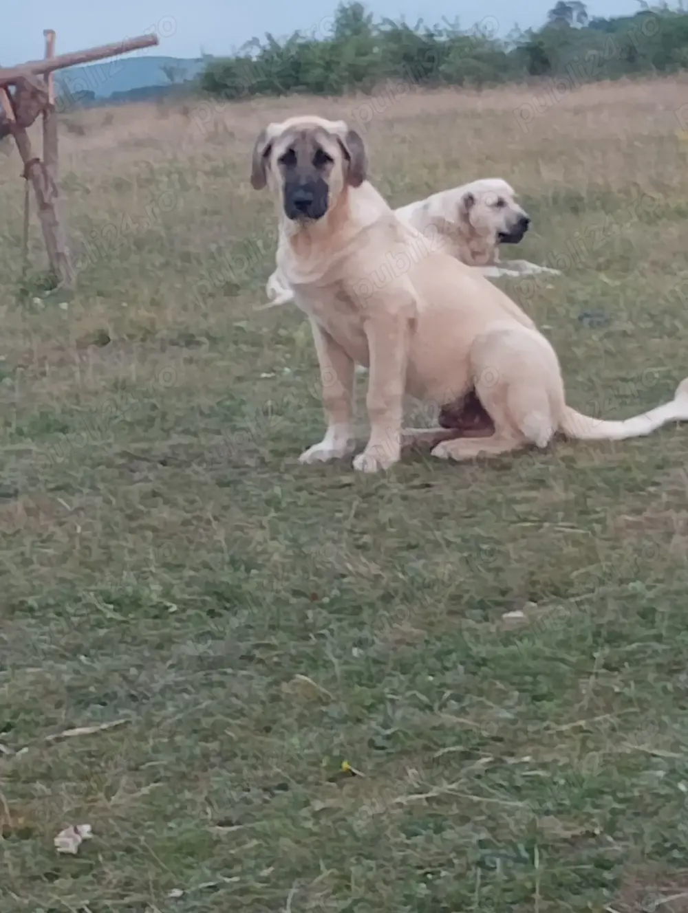 Câini crescuți la stână de vânzare 