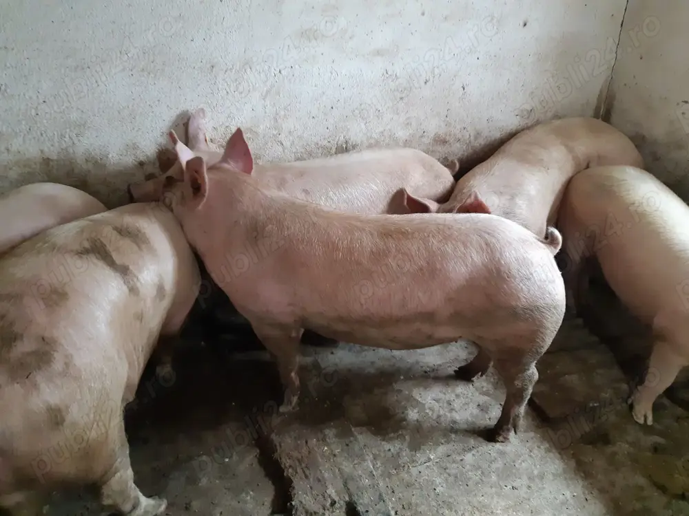 Porci 100-300kile Pik Porci 100-300kile Pik