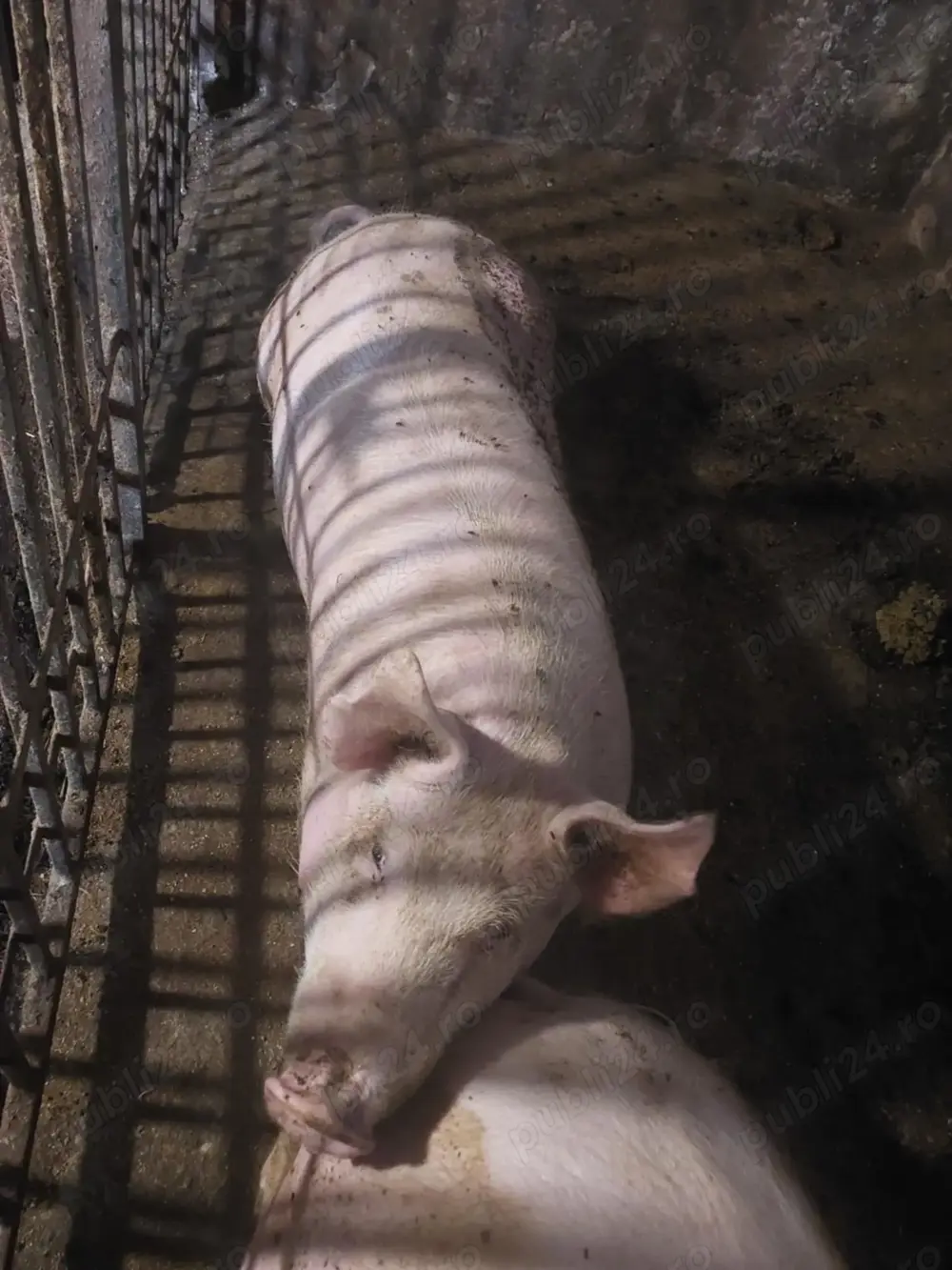 Porc gras aproximativ 120 kg 