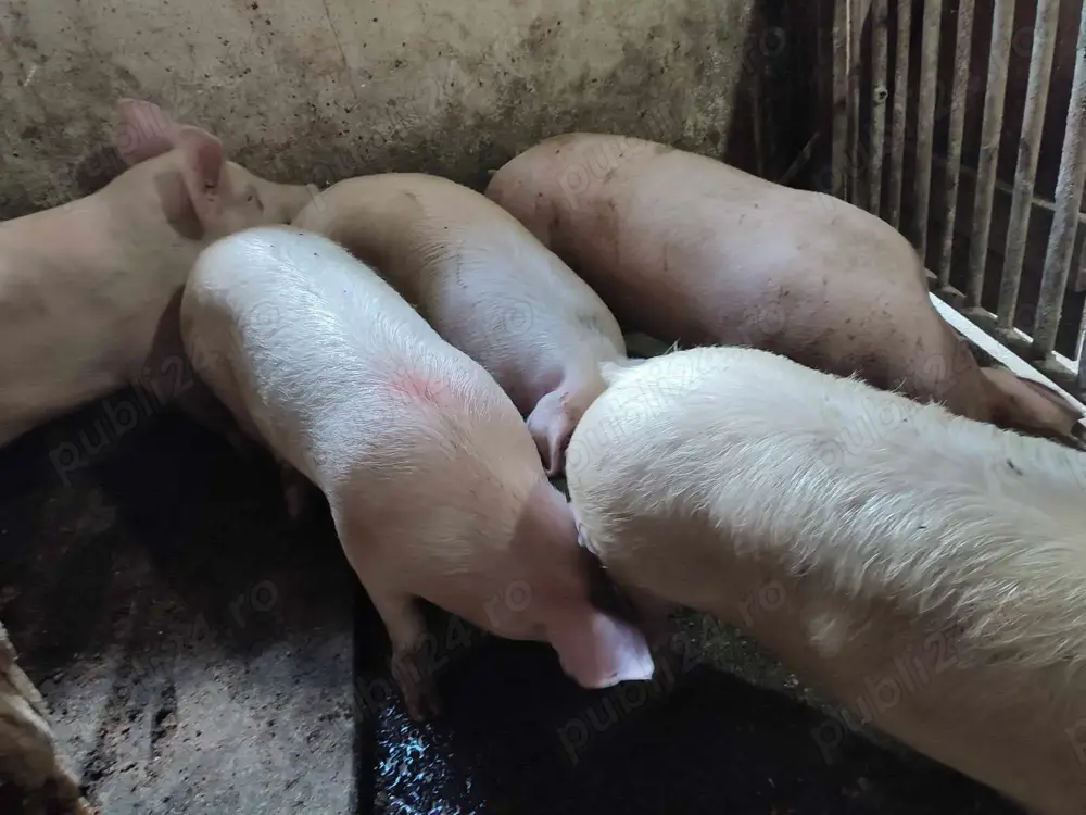 Porci de tăiat 100-300kg