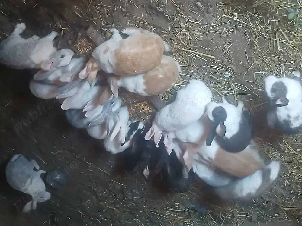 Vand iepurasi drăgălași de casa