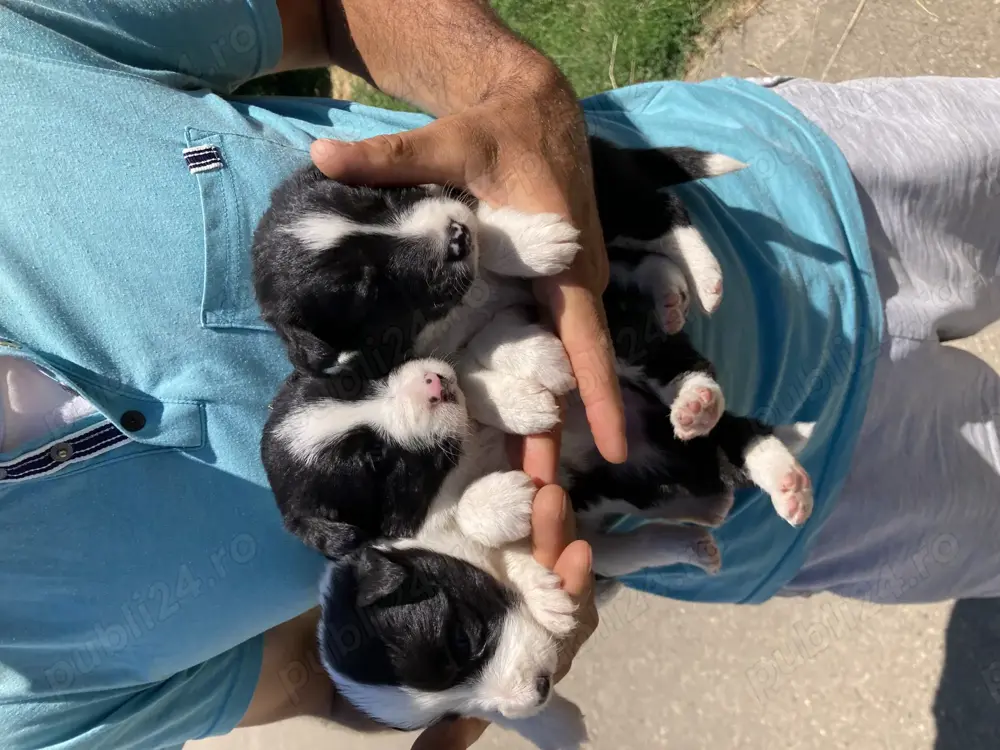 Catelusi border collie