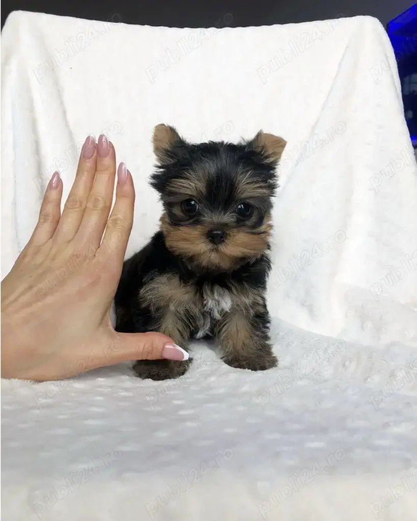 Yorkshire Terrier mini toy - cumpara in siguranta prin firma autorizata - factura - garantie