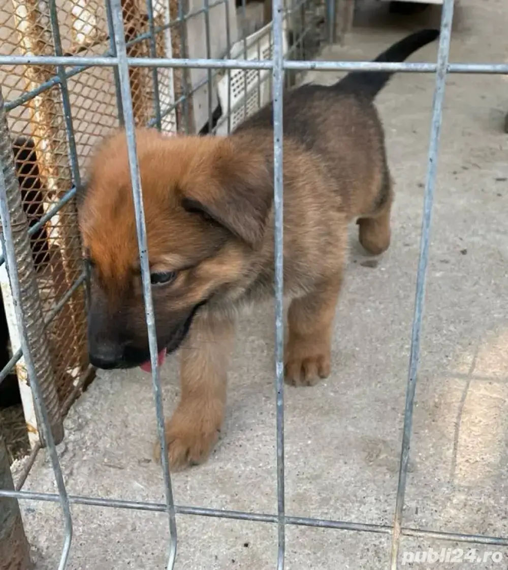 Ciobănesc Belgian Malinois Ciobănesc Belgian Malinois