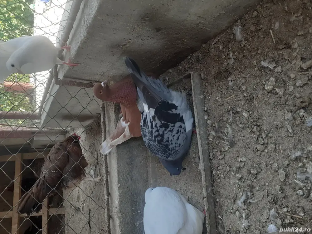 Porumbei mondaini francezi