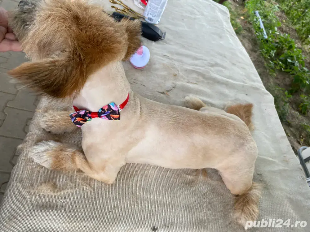 Tuns caini si pisici 