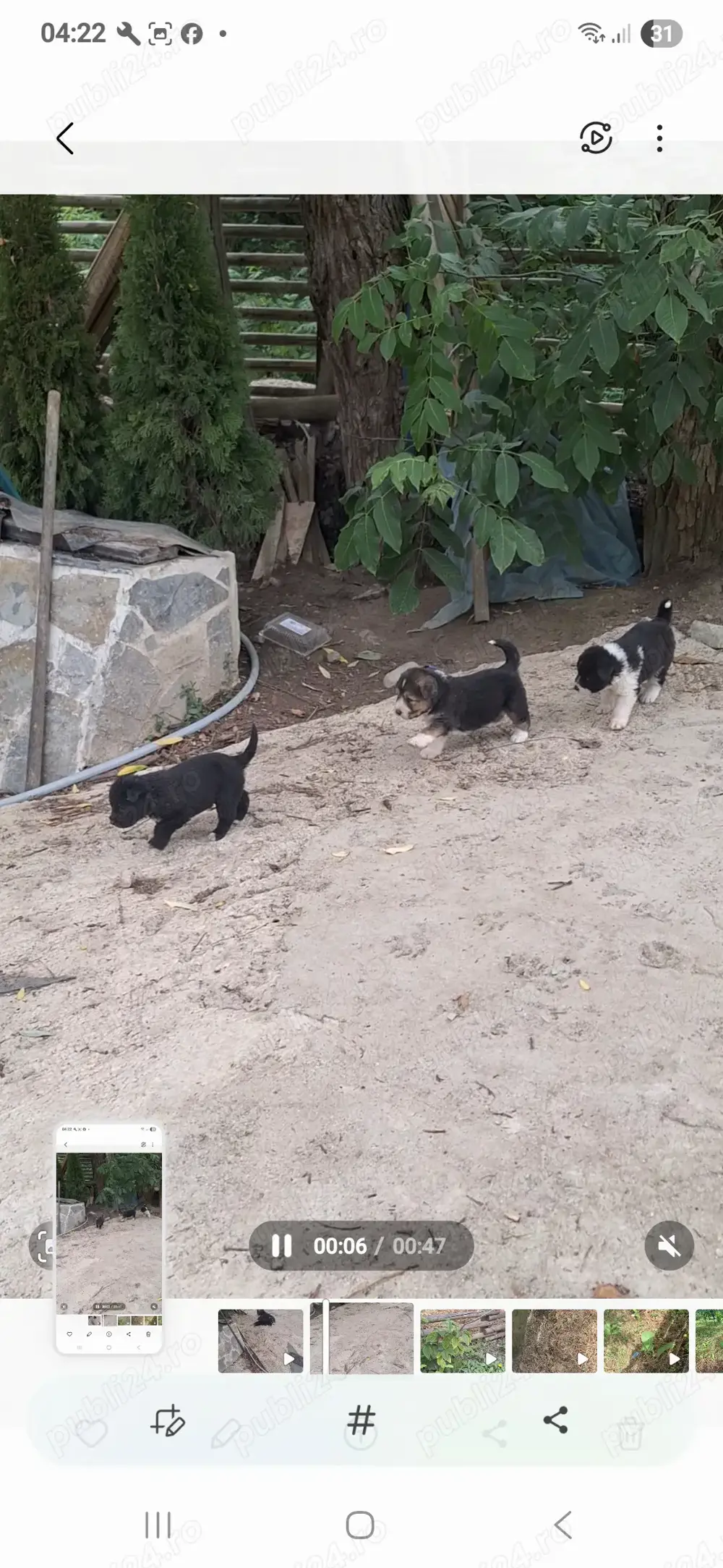 Donez catei schnauzer metis Donez catei schnauzer metis