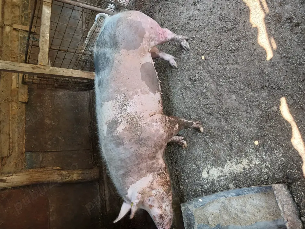 Vand sau schimb cu oi, miei , Vand sau schimb cu oi, miei ,