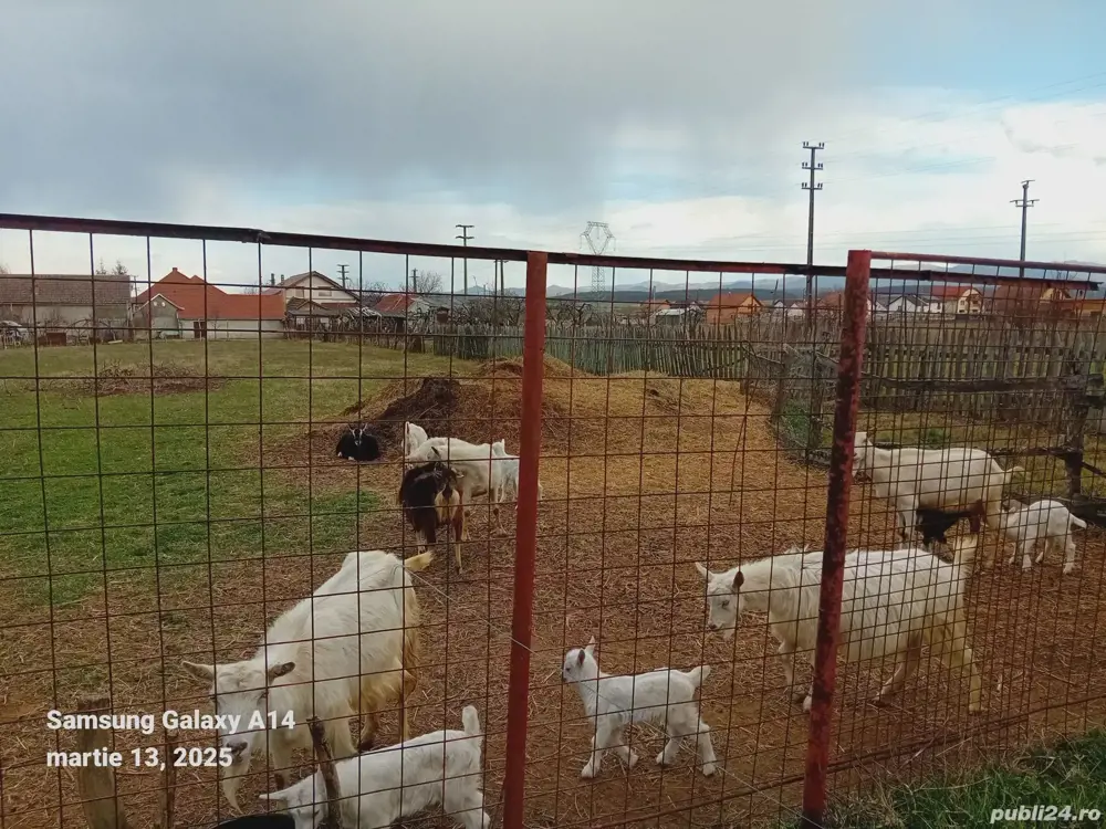 Vind 10 capre gestante 