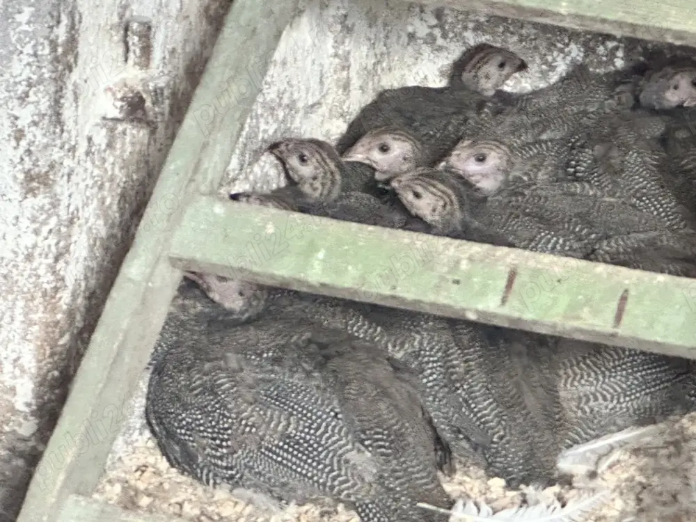 Vând bibilici de carne Vând bibilici de carne