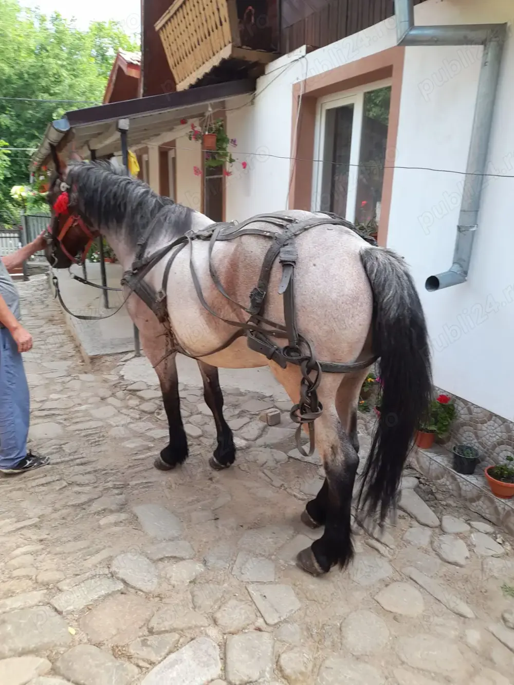 Vând cal deres Vând cal deres