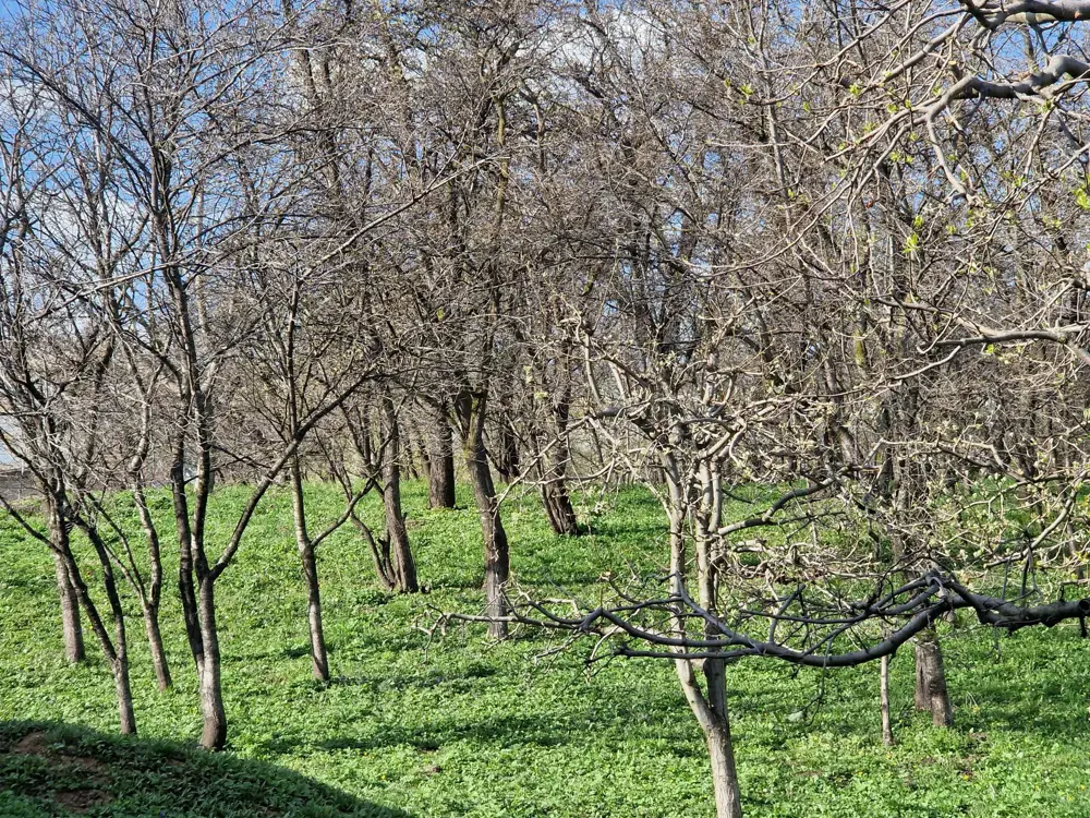 Vând casă cu șură și grădină în Bosanci, Suceava