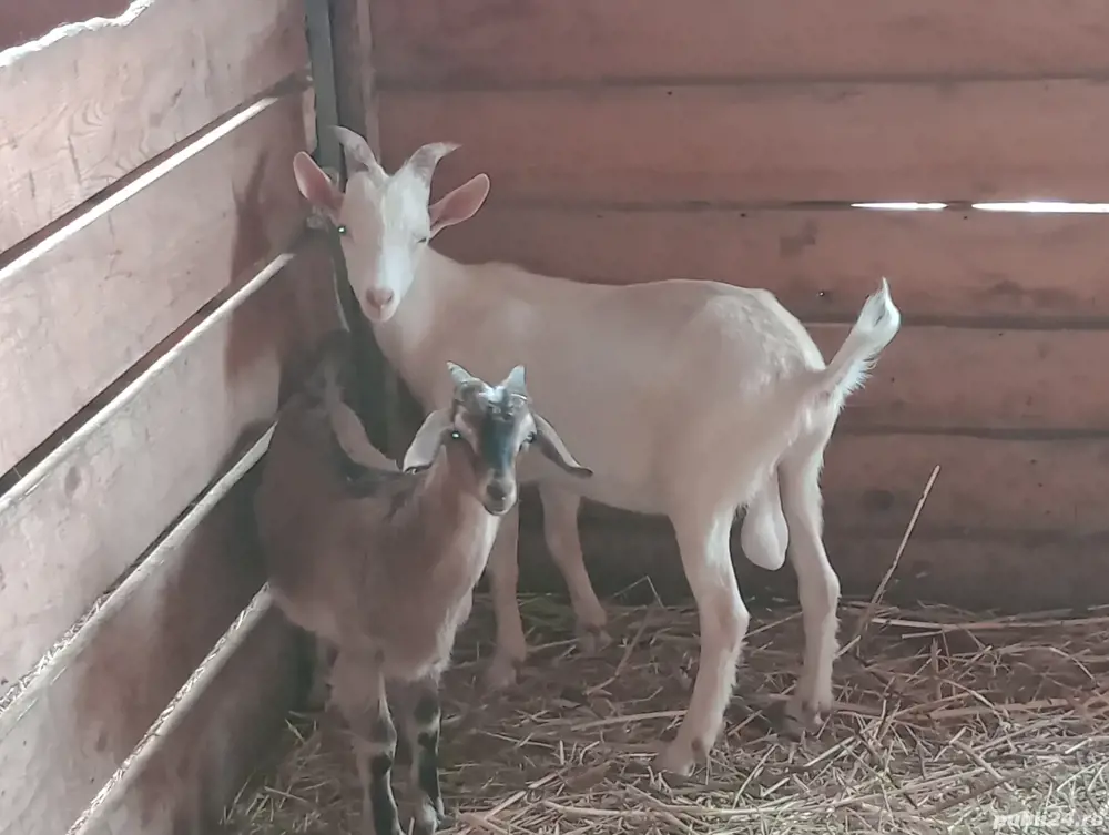 tap anglo nubian cel maro tap anglo nubian cel maro