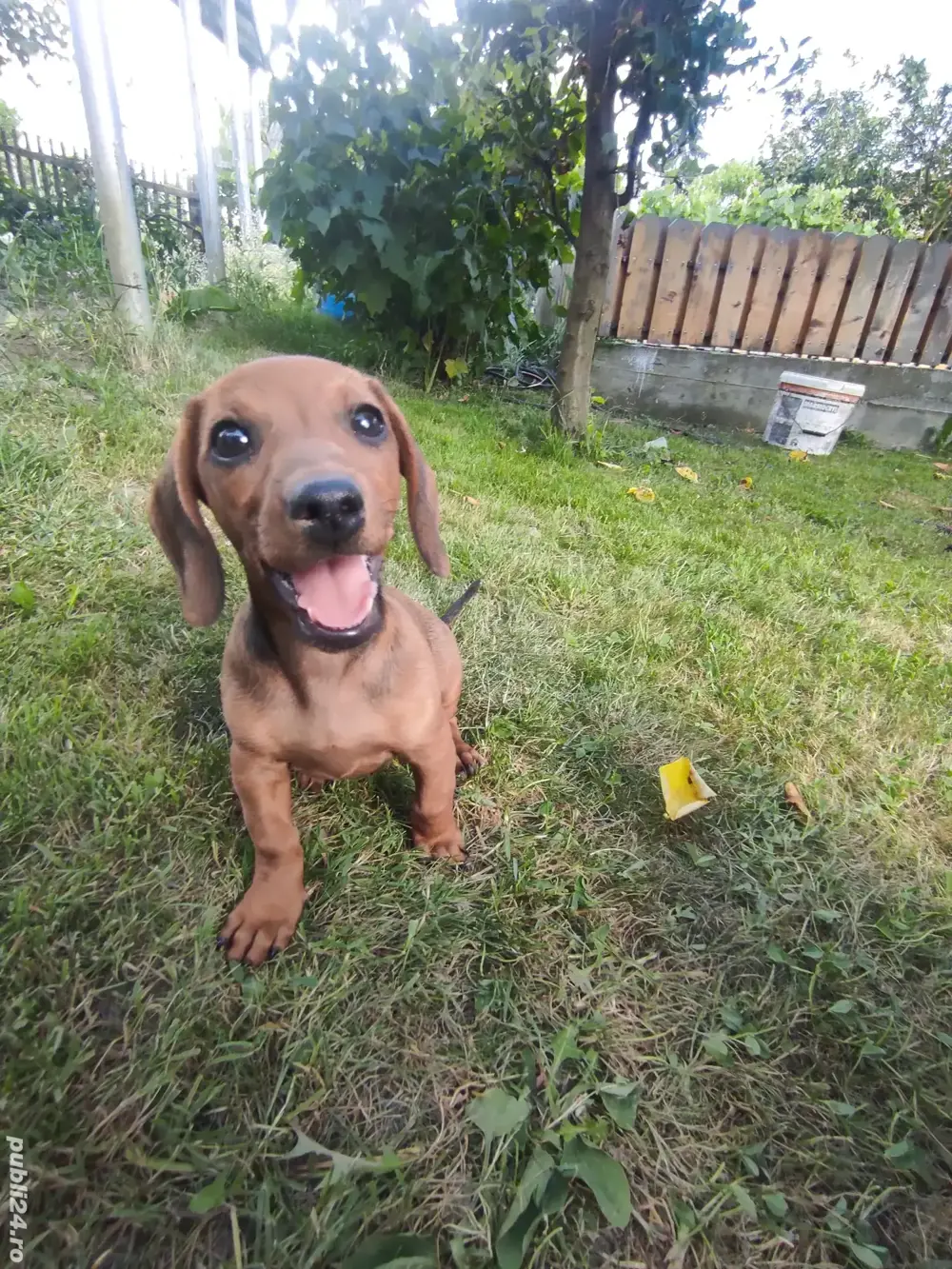 Cetei Teckel rasa pura 