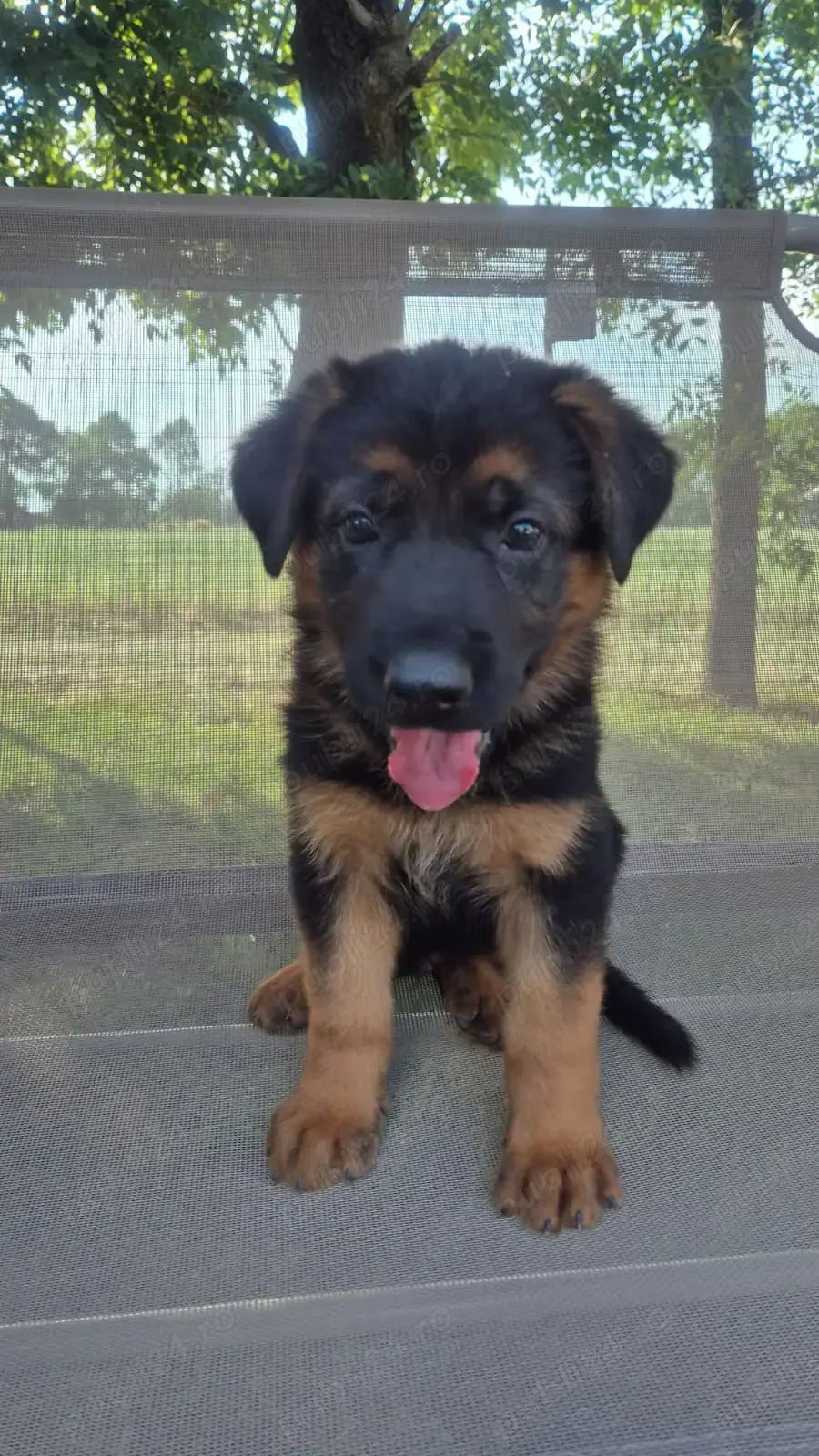 Catelusi ciobanesc german, 4 luni Catelusi ciobanesc german, 4 luni