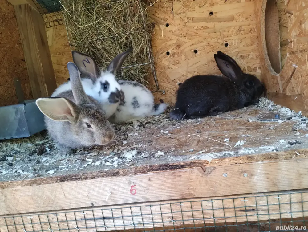 Vand iepuri 3 masculi și o femela comuni.