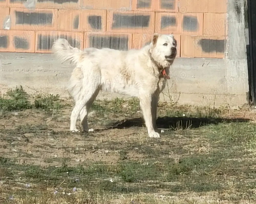 Mascul Asia Centrală Masiv 18 luni