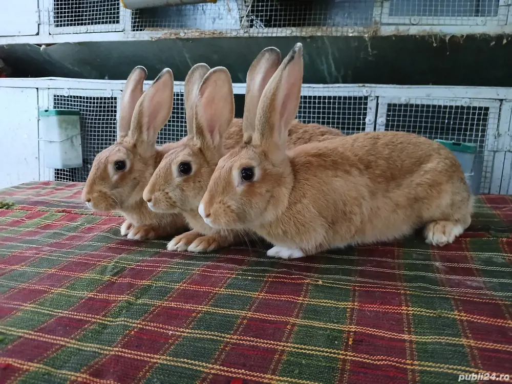 Iepuri hycole francez! Iepuri hycole francez!