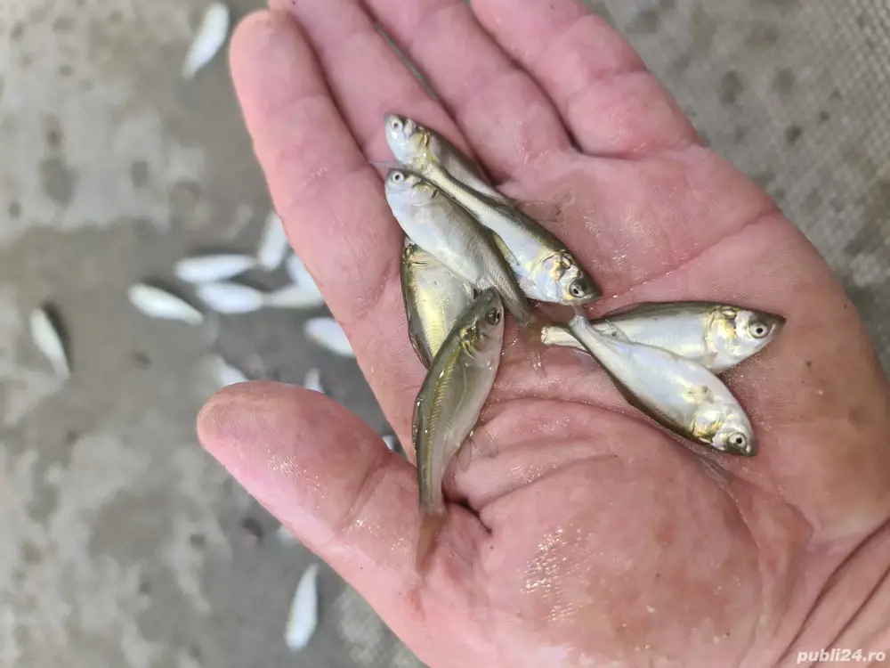 puiet crap,fitofag,novac,amur,somn