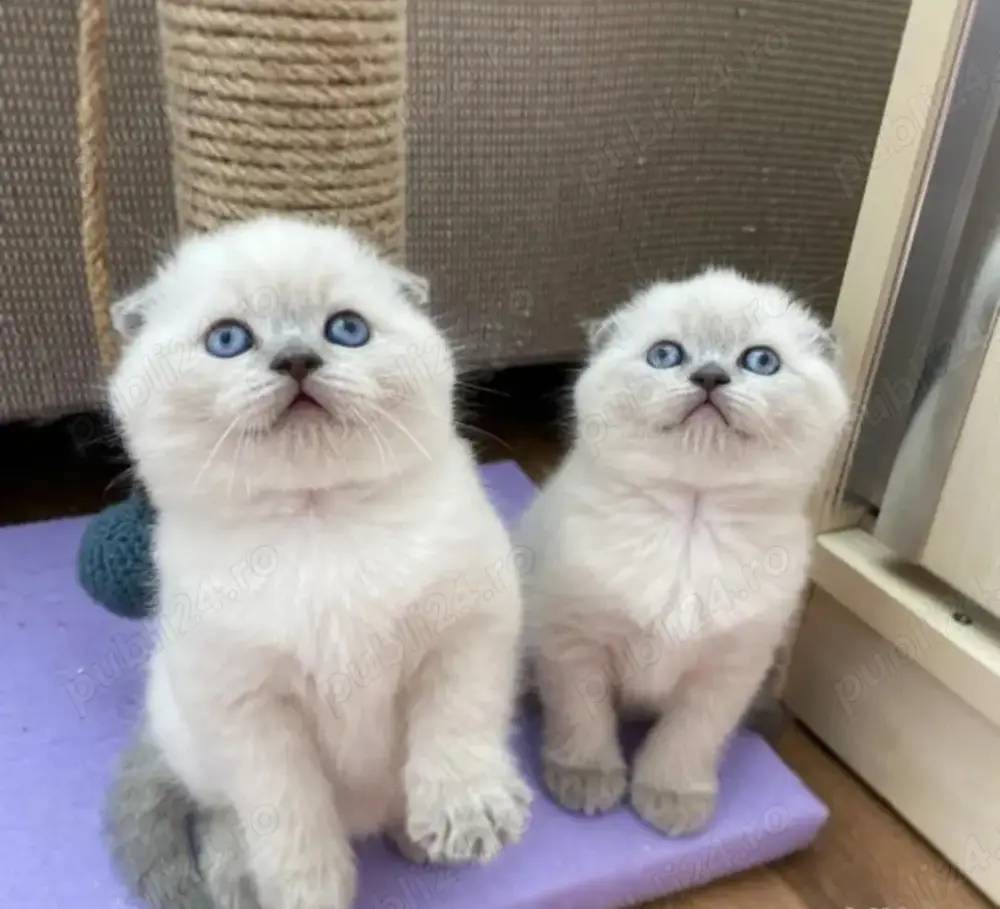 Oferta ! Scottish Fold Blue Point 