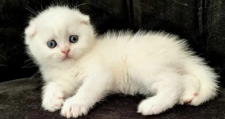 Scottish Fold albi cu ochi albaștri  Scottish Fold albi cu ochi albaștri