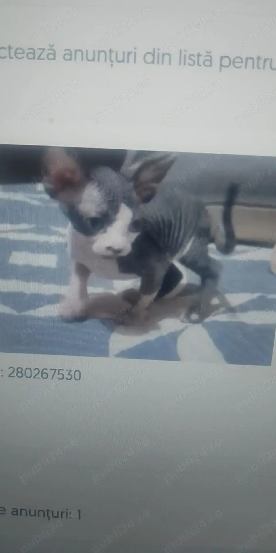 pisic sfinks pisic sfinks