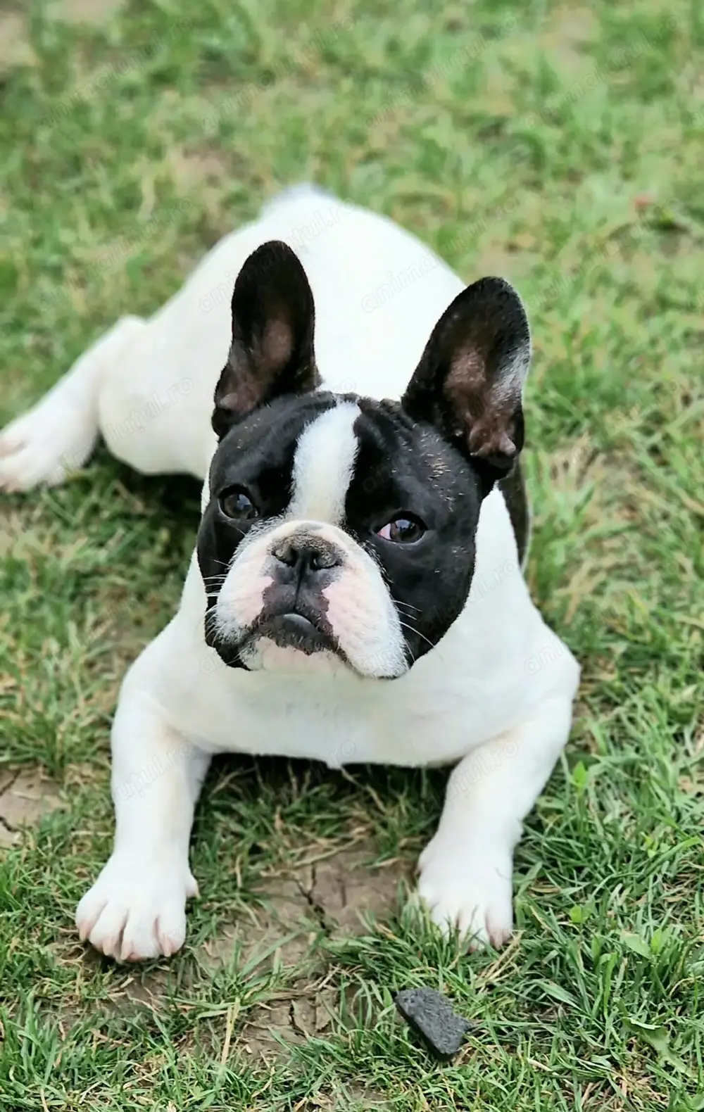 Pui de bulldog francez