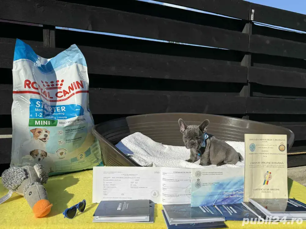 Bulldog francez mascul