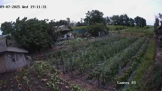 Vand firmă profil leguminoase și procesare productie